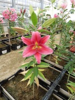 [4339 Cabella VH No01.JPG]